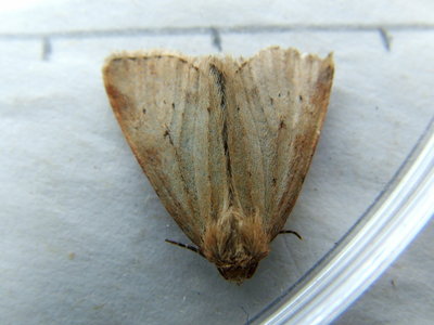 Small Dotted Buff